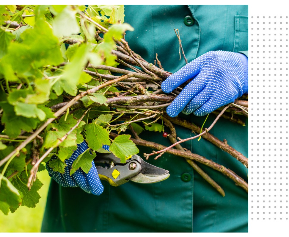 Tree Services in Valley Springs, CA Tree Services