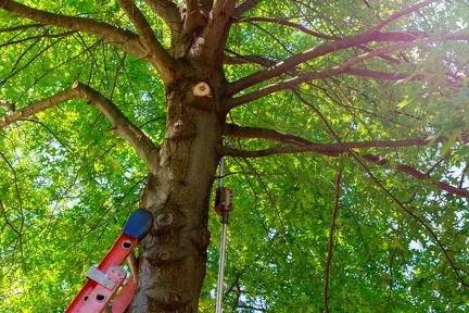 Trees That Require Too Much Care in Valley Springs, CA