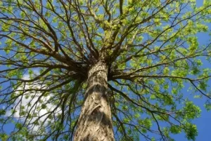 Trees That Require Too Much Care in Valley Springs, CA