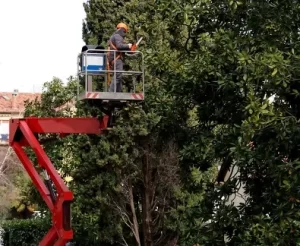 How Much Do I Have to Water My New Tree at Valley Springs, CA