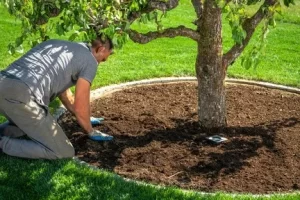 How Much Do I Have to Water My New Tree at Valley Springs, CA