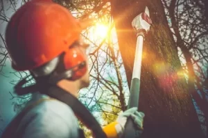 How Much Does Tree Care Cost at Valley Springs, CA
