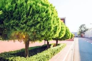 Is There a Right Way to Trim a Tree in Valley Springs, CA