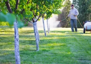 Is There a Wrong Way to Trim a Tree at Valley Springs, CA