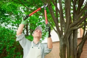 Is There a Wrong Way to Trim a Tree in Valley Springs, CA