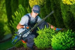 The 6 Biggest Mistakes Homeowners Make When Trimming Their Own Trees at Valley Springs, CA