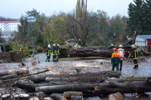 What Is the Best Time of Day to Trim a Tree at Valley Springs, CA