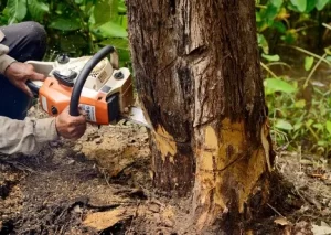 What Soil Is Right for My New Tree in Valley Springs, CA