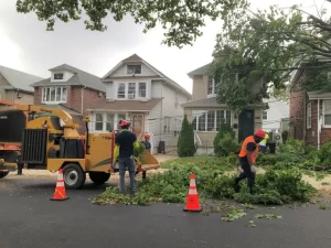 Why Should I Hire a Professional Tree Trimmer for Valley Springs, CA