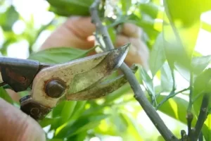 Why Should I Hire a Professional Tree Trimmer in Valley Springs, CA